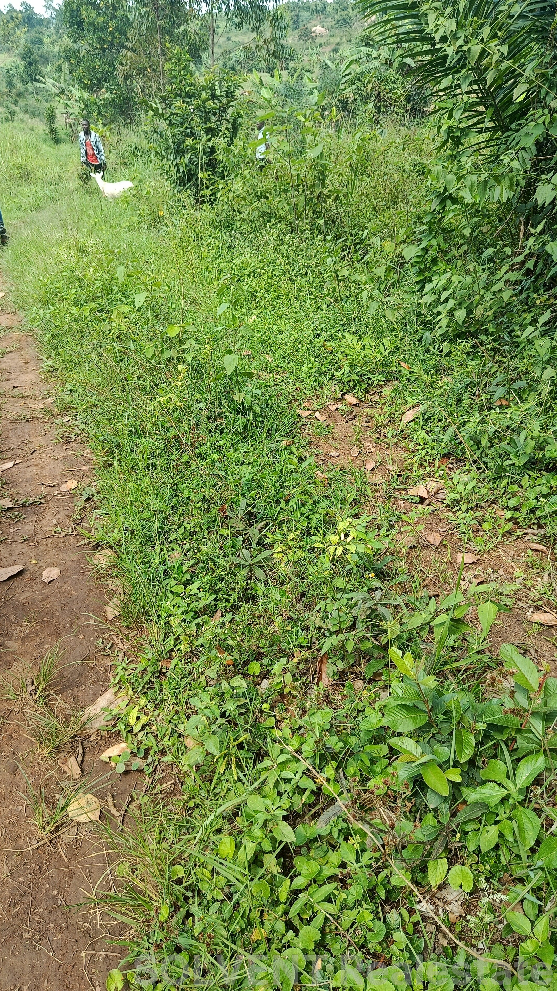 50X100 FT PLOT IN NTABWE–KIKANDWA