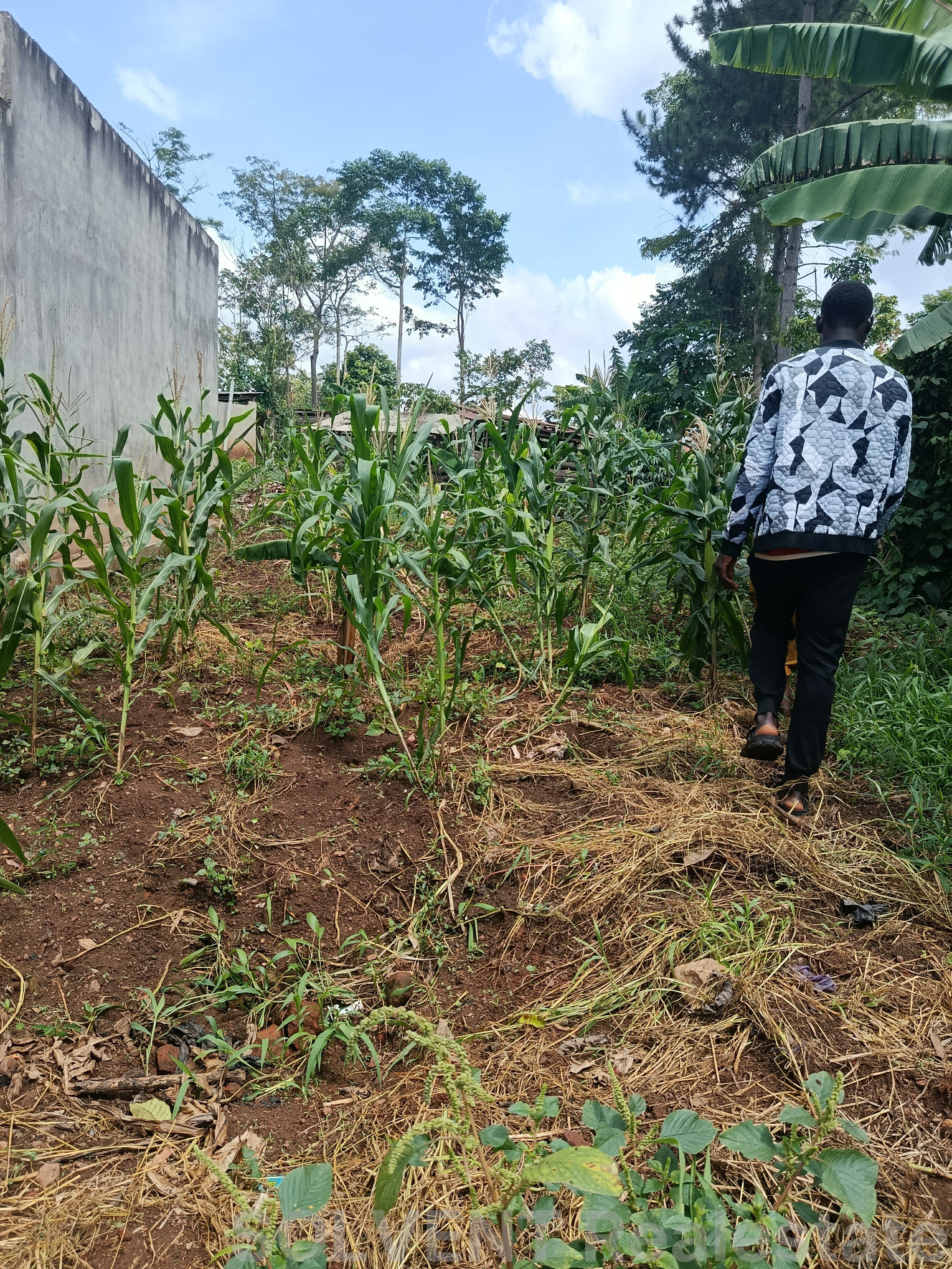 50X100 FT PLOT IN KABEMBE