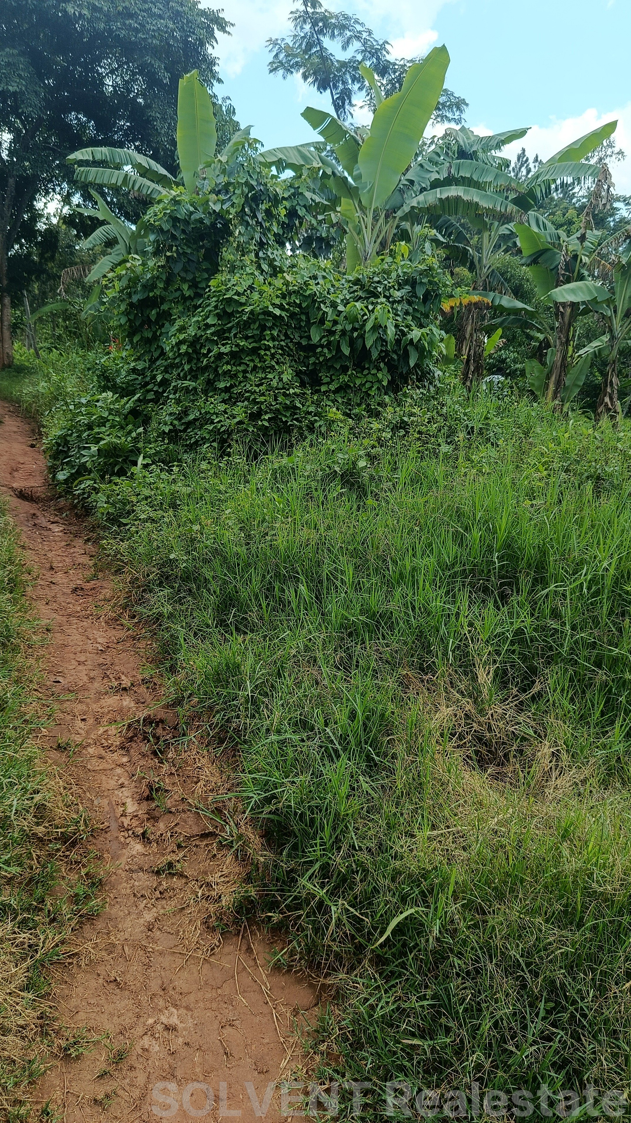 ½ ACRE (0.5 ACRES) PLOT IN MBALIGA