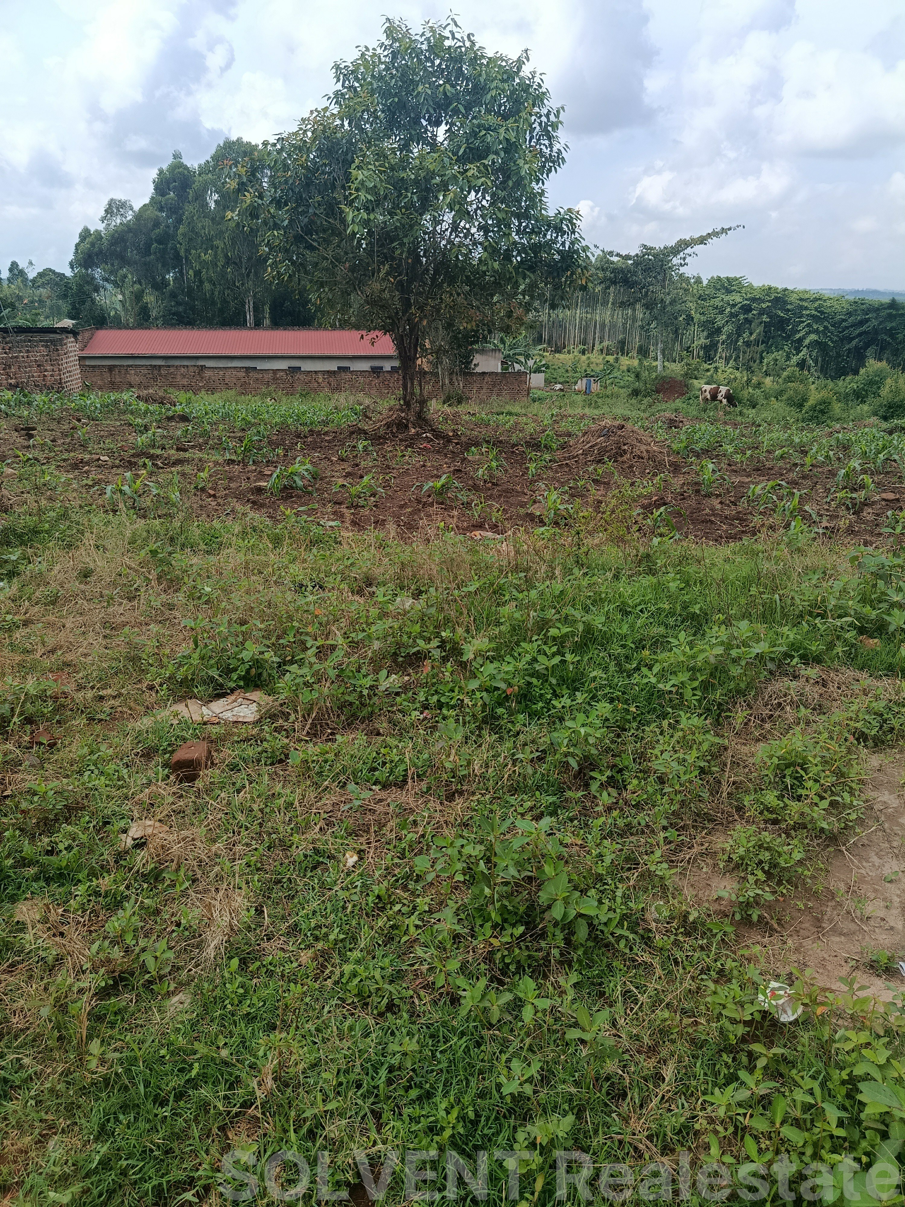 50X100 FT PLOT IN KABEMBE