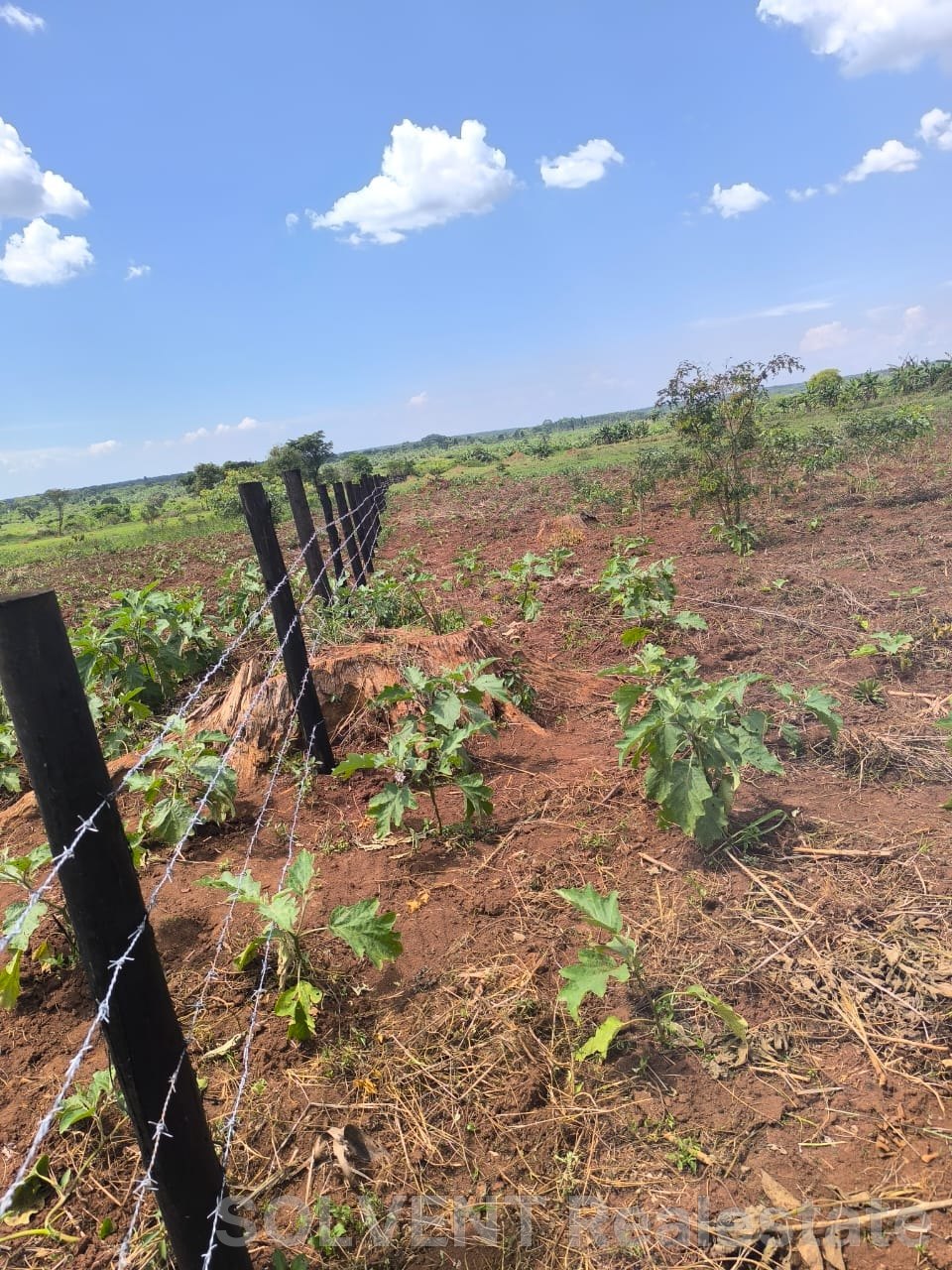 17 ACRES PLOT IN NAKASONGOLA KATUGO